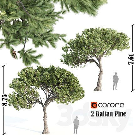 2 Italian pine corona