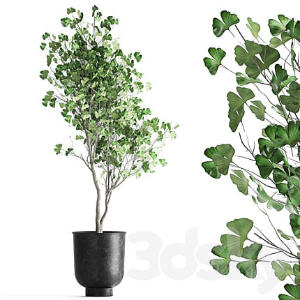 A small Ginkgo tree is double-lobed in a black outdoor pot. 1011.