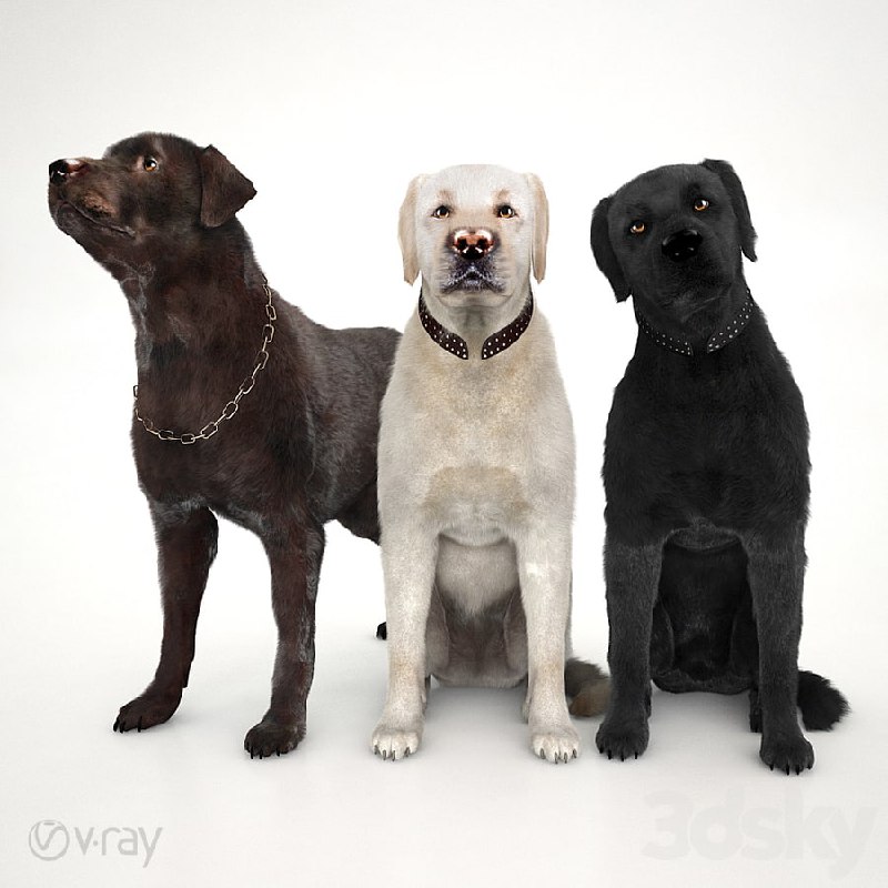 Labradors