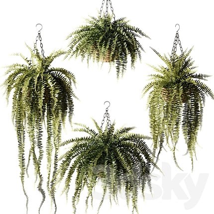 Ampel plants Nephrolepis sublime in wicker hanging pots