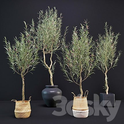 Olive Tree