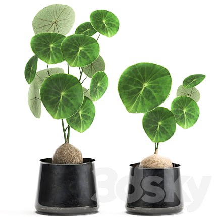 A small exotic flower in a metal pot with Stephania Erecta. Set 894.