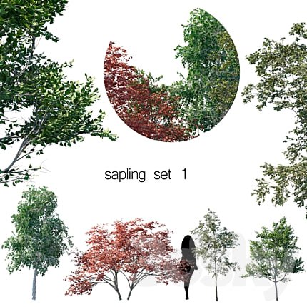 sapling set 1