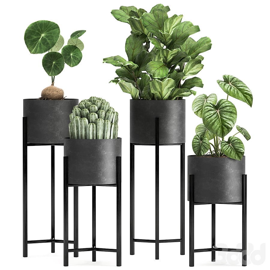 Plant collection 909. Black flowerpot, ficus, cactus, loft, Stefania Erekta, stand, flower, ficus Lirata