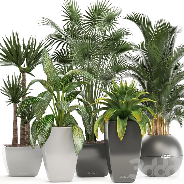 Collection of plants fan palm, howea, bromeliad, yucca, dieffenbachia, indoor plants, office plants