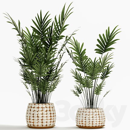 A collection of palms in pots 4. house palm, hovea, kentia, indoor, interior, eco design, pot