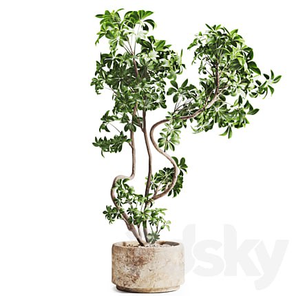 schefflera plant in Stone Pot