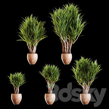 A set of Yucc flowers