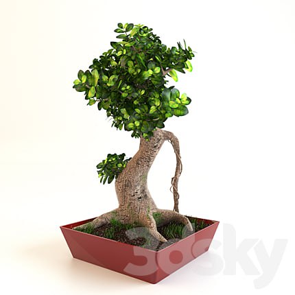 Bonsai Tree