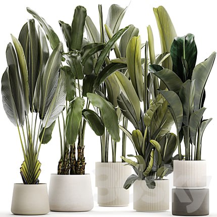 A set of exotic bushes of plants in a flower pot Ravenala, Strelittia, Banana palm. Collection 1330