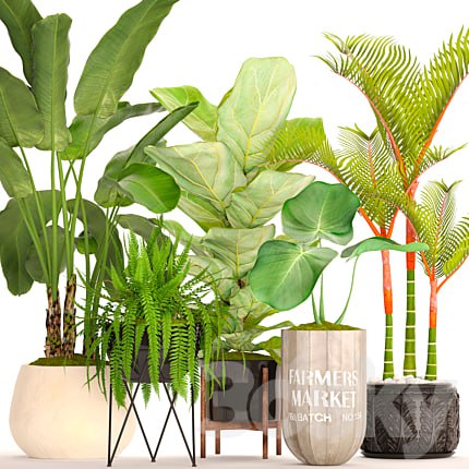 A collection of plants in pots. 48. Tropical Plants, Banana Palm, Fern, Lyre Ficus, Banana Palm, Fern, Concrete Pot, Flowerpot, Dipsis, Bush