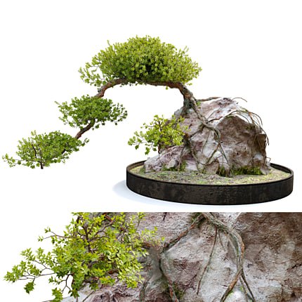 Bonsai plant_04