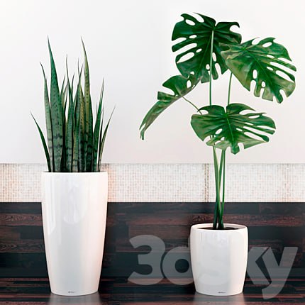 sansevieria, monstera