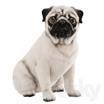Realistic pug dog