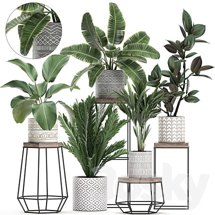 A collection of small plants on a flower stand in pots with Palm, ficus, strelitzia, a shelf with flowers. Set 702