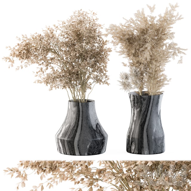 Dry plants 43 - Dried Plant Pampas