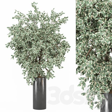 outdoor Plants Collection 1912