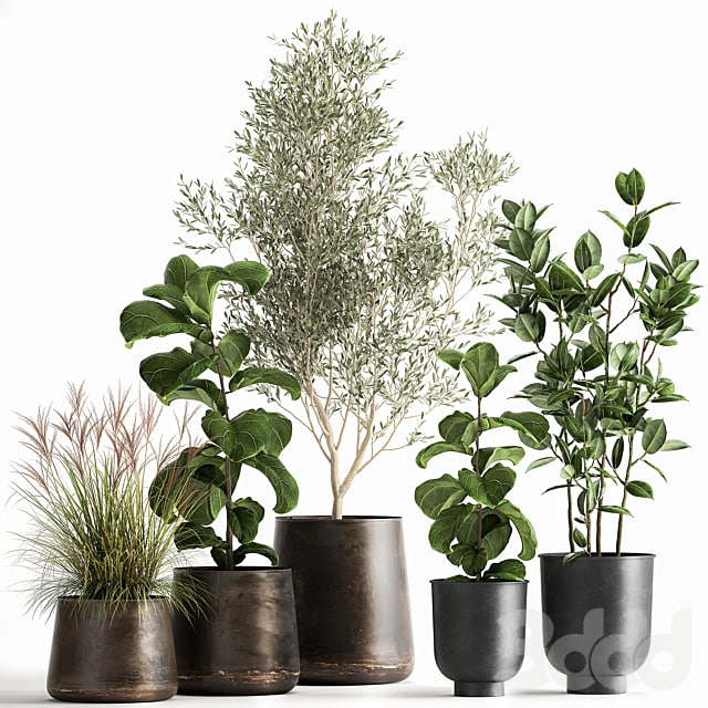 Plant collection 1029