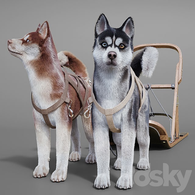 Dog team: Huskies, sled, pulka team