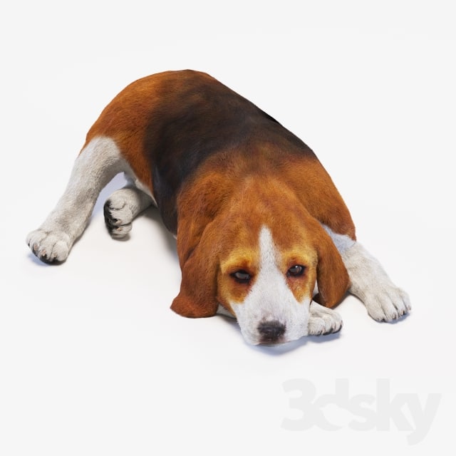 Beagle