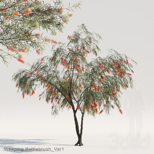 Weeping Bottlebrush Var1