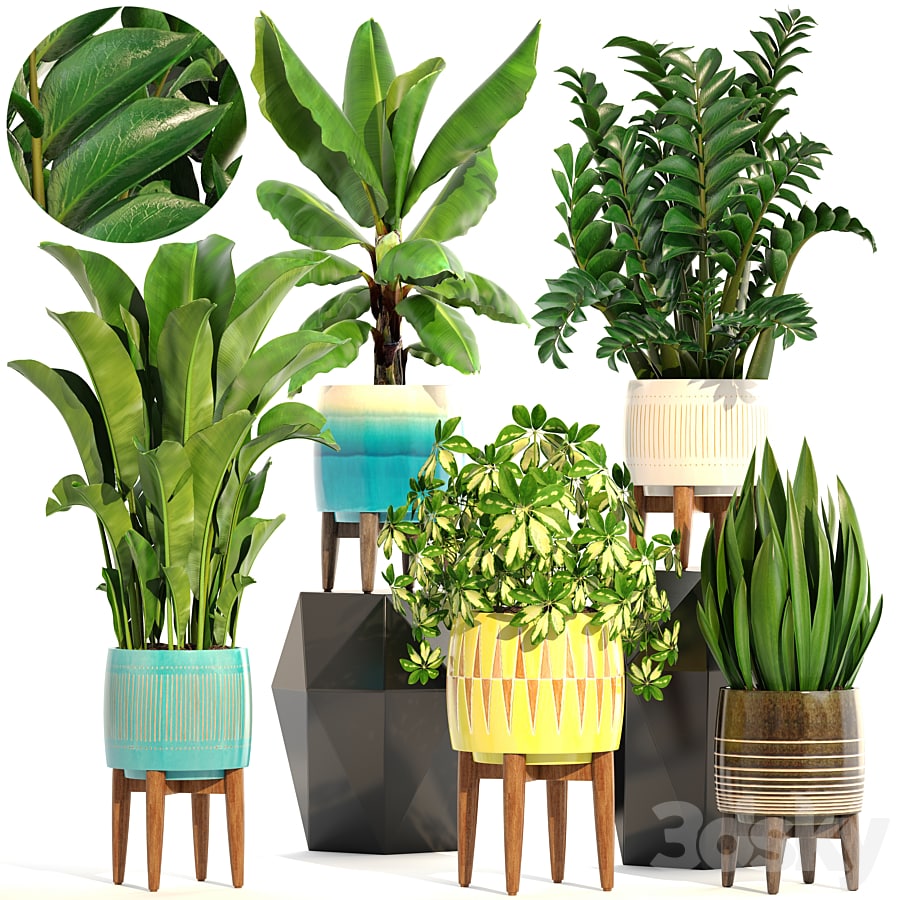 Collection of plants 197. indoor, interior, banana, revenala, Zamioculcas, sansevieria, Schefflera
