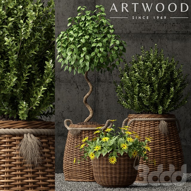 Plants collection 65