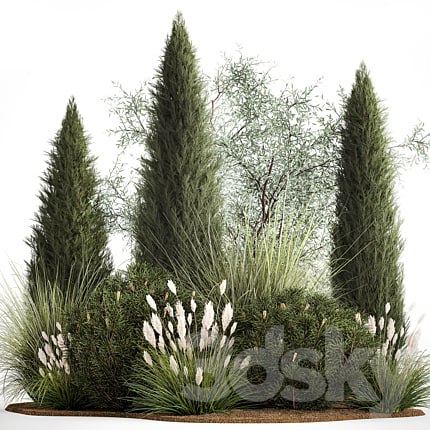 Alpine hill olive, pine, reed, thuja and cypress, feather grass grass, silver goof. Plant collection 1188