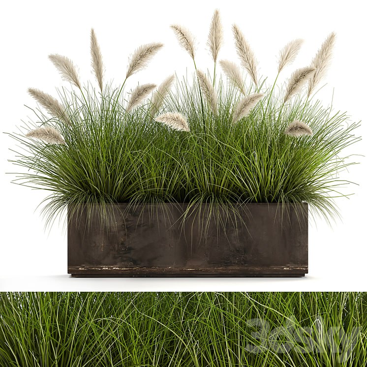 Plant collection 904. pampas grass, flowerpot, landscaping, flowerbed, rust, industrial style
