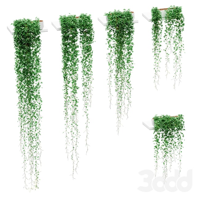 Ivy in pots on the shelves. 5 models