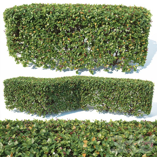 Cotoneaster lucidus # 2 customizable square shape hedge