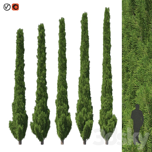 Cupressus