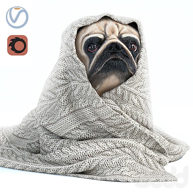 .jpeg Pug 1 - Winter is coming