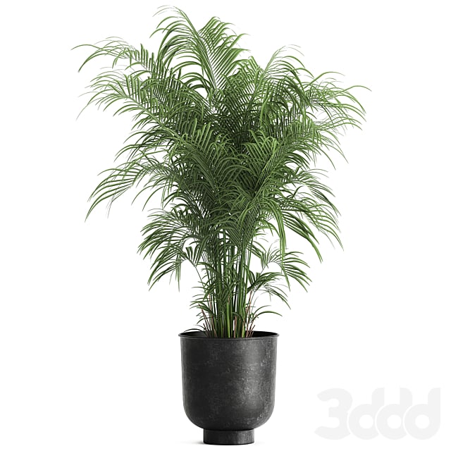 decorative palm 900. Hovea, kentia, black flowerpot, loft, decor, metal