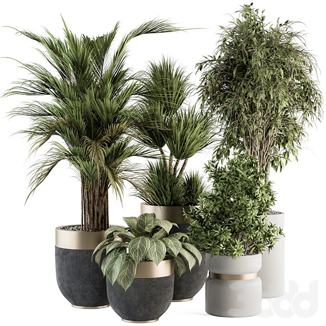 indoor Plant Set 362