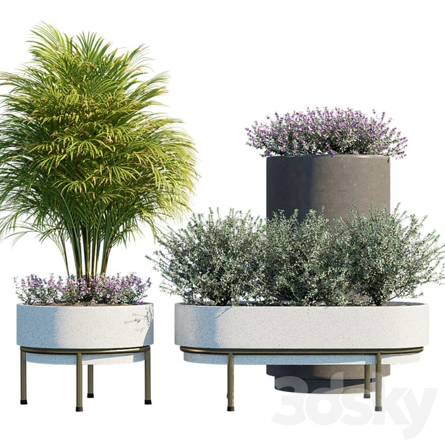 Plant in pots # 21: Summer