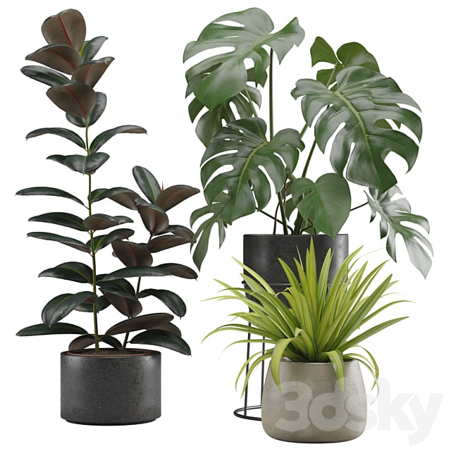 Indoor Plants Pack 15