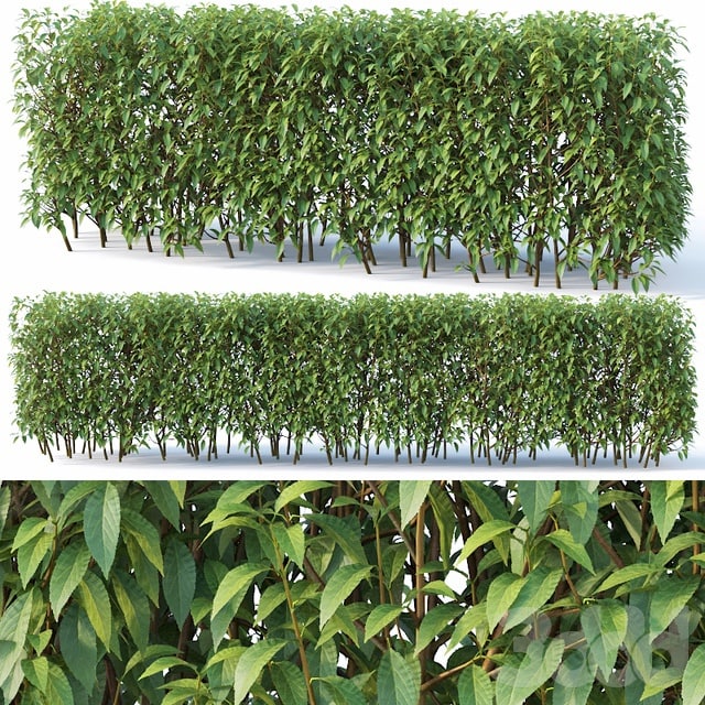 Forsythia # 7 summer H120 cm