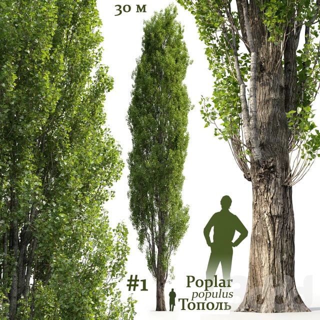 Poplar / Populus , , , , , , , , , ,