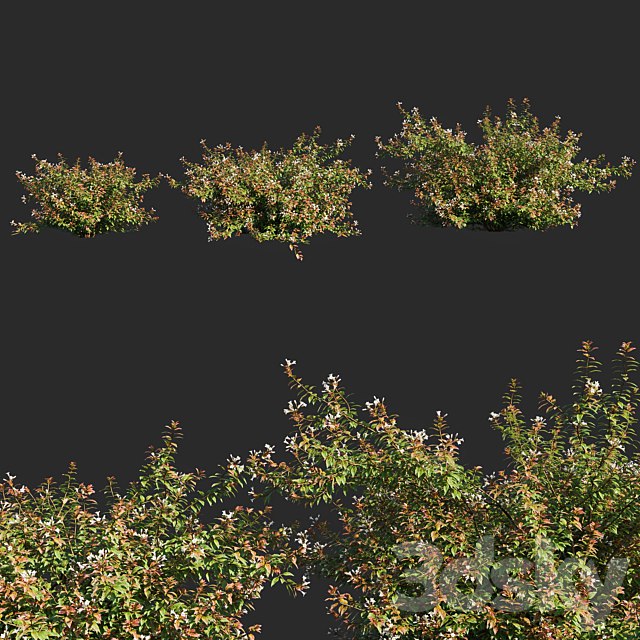 abelia x grandiflora_flower op3