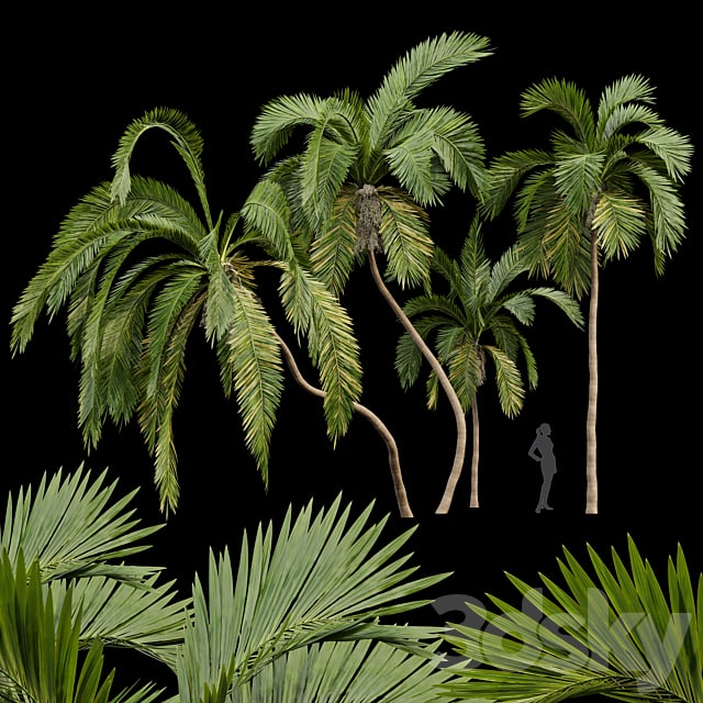 Queen Palm 4 Trees Syagrus Romanzoffiana # Plants