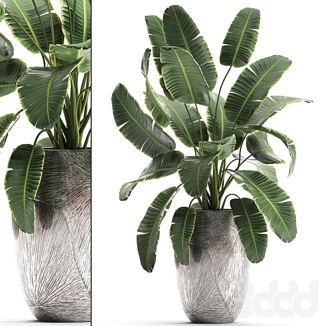 banana palm 794. Banana, strelitzia, luxury flowerpot, luxury decor, flower, pot, bush