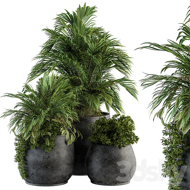 indoor Plant Set 113 - Black Pot