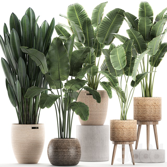Plant Collection 615. Banana, set, basket, rattan, strelitzia, ravenala, indoor plants, eco design, natural decor