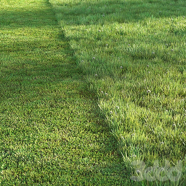 Спортивный газон