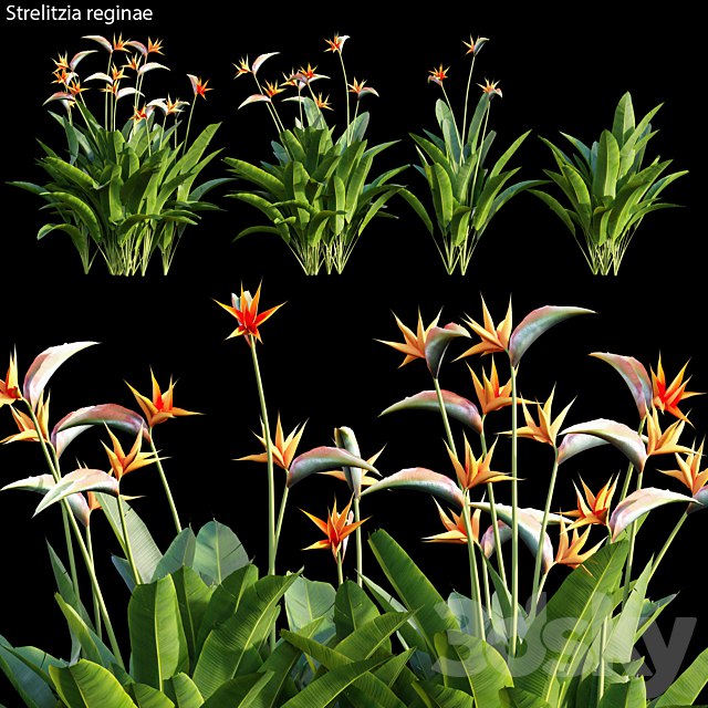 Strelitzia reginae 01