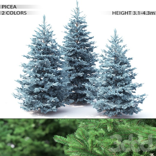 Spruce Plants Tree , , , , , , , , ,