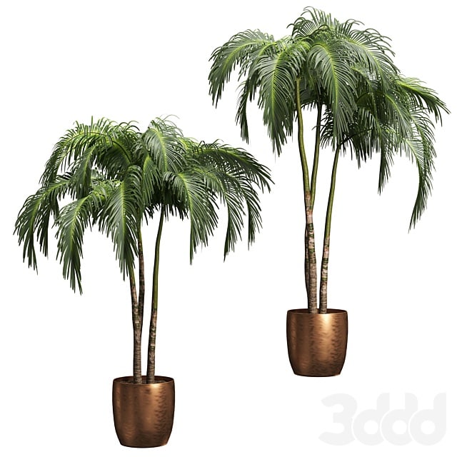 Palms in tubs. 6 models Plants Tree , , , , , , , , , , , , , , , , , , , , , , , , , , ,