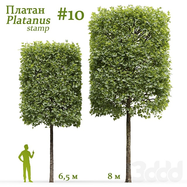 Sycamore / Platanus stamp Plants Tree - ,