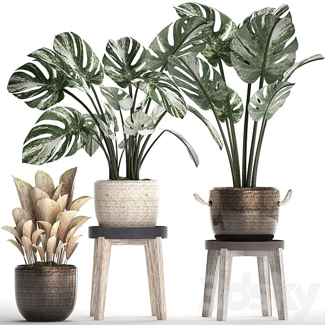 Collection of plants 450. Monstera variegated, basket, rattan, stand, indoor plants
